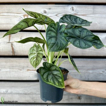 Alocasia (Alokázia) ´DRAGON SCALE´, kont. C1,5L, výška: 20-25 cm